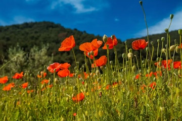 The Ultimate Crete Travel Guide 4