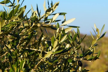 The Ultimate Guide to Zakynthos 5